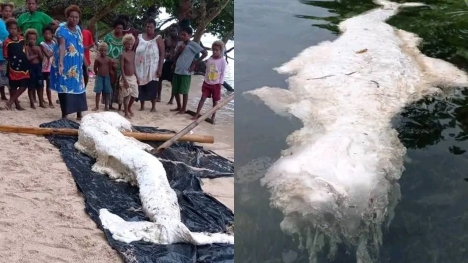 Expert baffled after spotting mysterious 'mermaid globster' washed up in Papua New Guinea