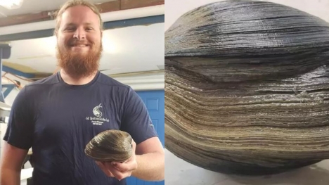 214-year-old 'giant' clam was almost cooked into soup