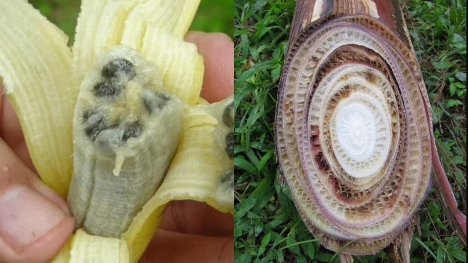 Scientists warn bananas may go extinct as fungal disease is about to wipe out plantations across the globe 