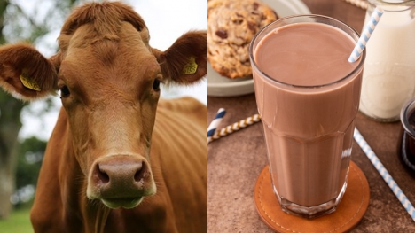 A worrying number of Americans actually believe chocolate milk comes from brown cows