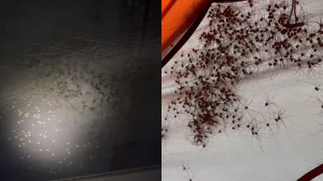 Camper was stunned after spotting hundreds of daddy longlegs covering tent