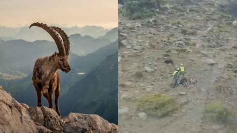 Mountain goat pushes hiker off a cliff, and knocks her friend unconscious