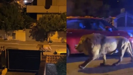  Escaped lion sparks panic in Italian town after escaping from the circus 