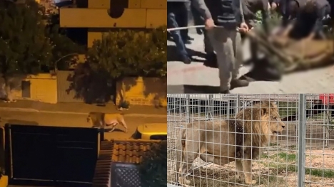 Moment escaped circus lion is finally caught after prowling through streets of Rome