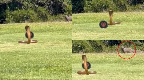 Frightening moment: Huge cobra suddenly attacks golf 