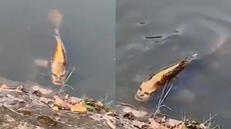 People freaked out after spotting fish with 'human face' in lake 