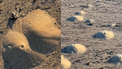 ‘Mini volcanoes’ made of mounds of sand pop up along Texas beach 