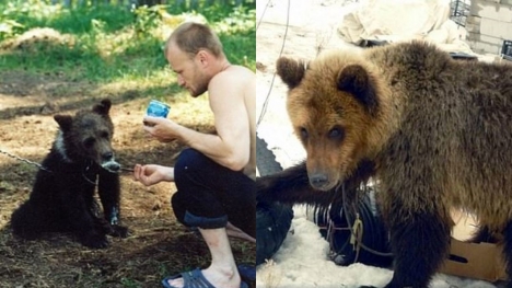 Heartbreaking: Hunter who adopted a bear cub was eaten by the same bear when it escaged the garden 