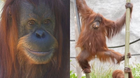 Beloved 45-year-old Sumatran orangutan passed away 