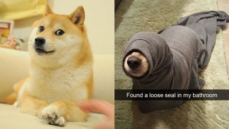 15+ 'dog memes' that have no right to be this funny 