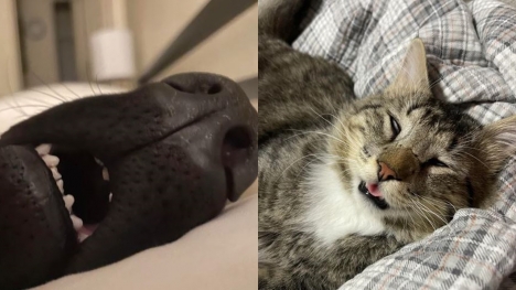 12 Memes animals sleeping and snoring loudly that they make people gasp