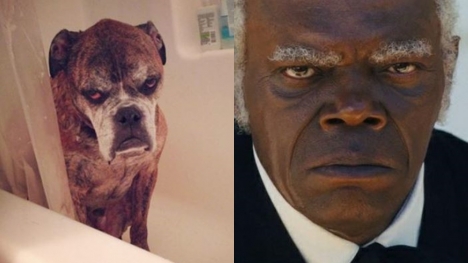 13+ animals who look like celebrities that people can't stop sharing 