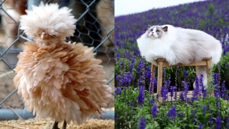 13+ fluffy animals that melt your heart at first glance