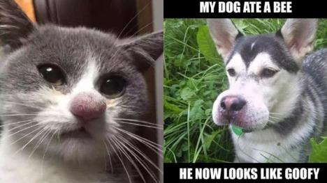 12 Hilarious photos of animals stung by bees 