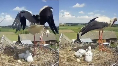 Heartbreaking moment: Stork gives up its own chick to increase survival chances of other babies