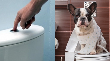 Vet experts reveal the reasons why owners should not flush their pets' poo down the toilet