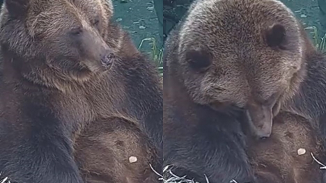 An adorable video shows a bear struggling to stay away as hibernation season approaches