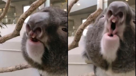 What koalas actually sound like 