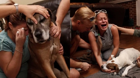 15 pic heartbreaking photos of owners saying goodbye to their beloved old dogs
