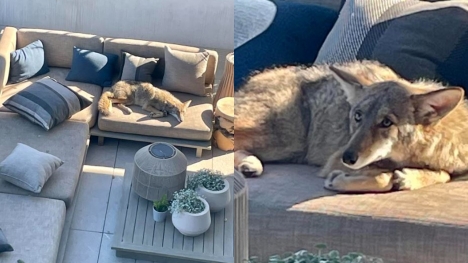 Homeowner encountered wild coyote napping on outdoor patio couch