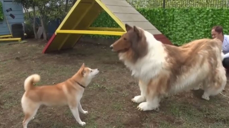  Man who spent $14k to become a Collie dog meets a REAL dog in life 