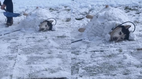 Dad builds snow fort for rescued husky with a passion for the cold 