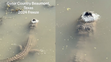 How do alligators survive when the water is icy