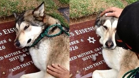 Dog sob at deceased owner's grave 