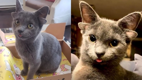 Extremely rare 4-eared cat looks like a sci-fi alien pet