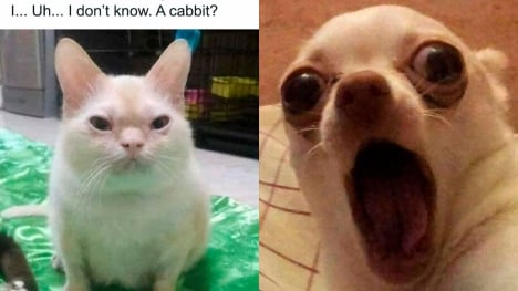 15 Funny memes that make you impossible not to laugh 