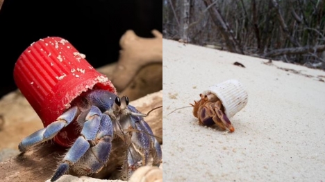 Hermit crab forced to live in trash, turning to toothpaste cap as home
