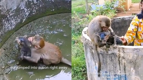 Monkey rescues kitten stuck in an abandoned muddy well