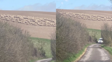 Mystery of sheep standing in concentric circles in a field likely alien ship baffles social 