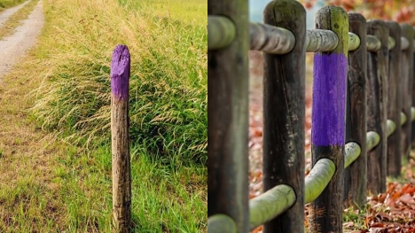 If you see a purple fence in the U.S, what does it mean?