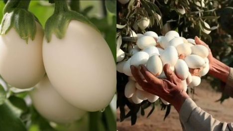 Farmers baffled after spotting white eggs hanging from a tree—what they really were