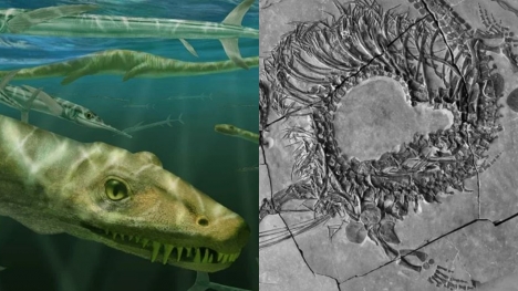  Scientists discover 240-million-year-old  ‘dragon’ fossil
