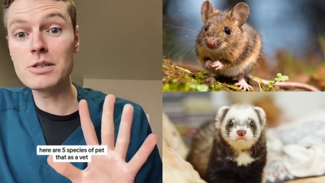 Vet explained why five animals he would never have as pets