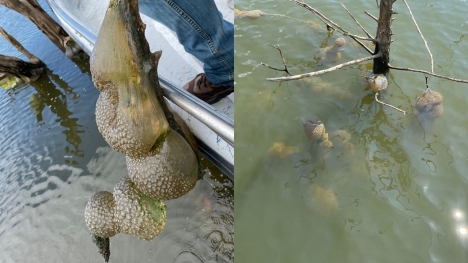 People are stunned after witnessing bizarre 'alien egg pods' in US lake 