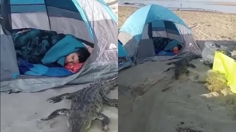 Viewers are stunned as tourist nap next to from menacing inch crocodile