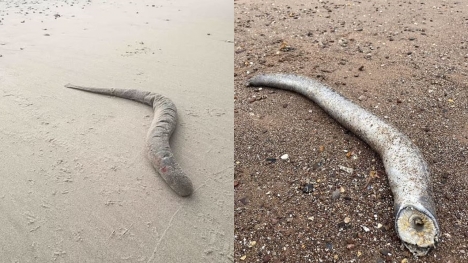 Beachgoers stunned after spotting 'Dune' monster in real life