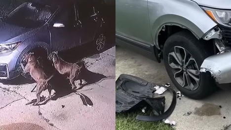 CCTV footage shows two pit bulls ripping apart SUV causing $3,000 worth of damage