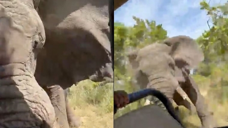 Tourist demise after elephant charges safari truck during encounter