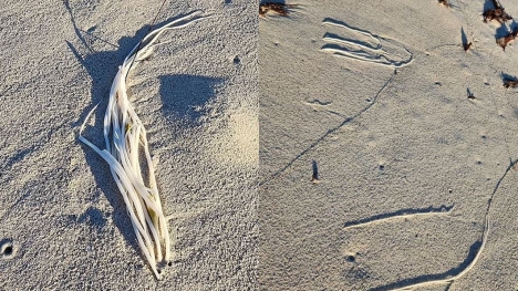 Beachgoer baffled after spotting a tentacled 'alien'-like sea creature washes on beach 