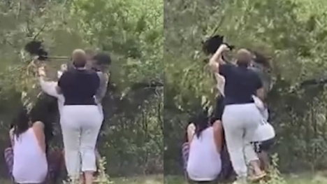Tourists pull bear cubs from trees for selfies, sparking public outrage