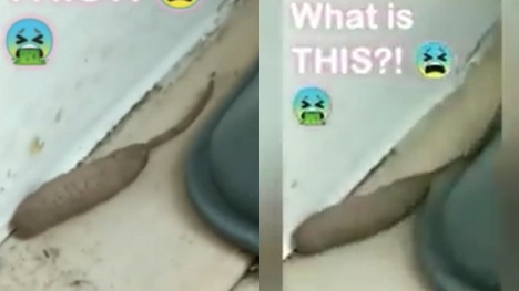 Woman stunned after spotting mystery rat-worm creature, 'alien'-like, crawling around home