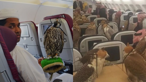 Saudi prince sparks debate after buying 80 airline seats for his Falcons