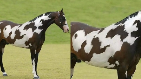 Optical illusion reveals you have high IQs, if you can spot second horse in this picture