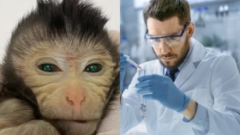 Scientists use two sets of DNA to create a chimera monkey