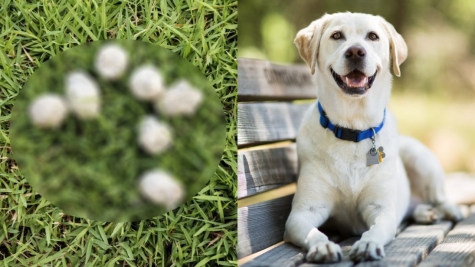 Authorities plan to use dog DNA to track down owners who don't clean up their pet's poop