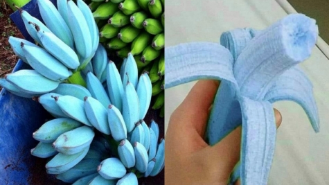 Blue Java Bananas: A tropical treat with vanilla ice cream flavor